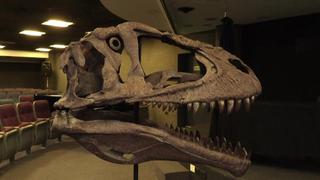 Descubren en Argentina nueva especie de dinosaurio de enorme cabeza y pequeños brazos