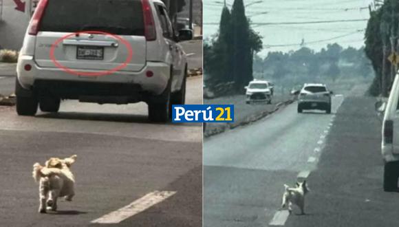 Abandonan a perrito en la carretera de México (Composición)