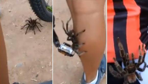 La ruta de unos ciclistas se vio alterada, luego que una enorme araña se subiera por la pierna de uno de ellos y se pensara en loe peor. El video fue publicado en Facebook y se viralizó rápidamente. (Foto: captura de video)