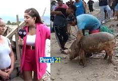 ¡Lo cocinaron! Cerdo rescatado en el río Chillón terminó en la olla sin autorización de la dueña