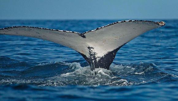 Se estiman ingresos anuales por S/18’000,000 en avistamiento de ballenas en Piura y Tumbes. (Foto: Walter Wust - Sernanp)