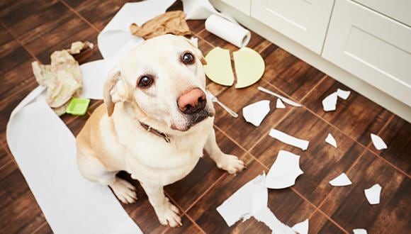 ¿Le gritas a tu perro? Esta es la razón por la que no deberías hacerlo según la ciencia. (Getty)