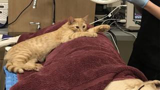 Ron: el gato rescatado que acompaña a los animales de un hospital veterinario