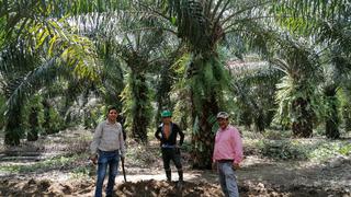 San Martín: impulsan la primera red de palmicultores sostenibles del país