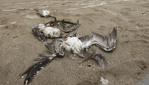 Según reveló Imarpe, las aves murieron a causa de la interacción con los pescadores.  (Roberto Cáceres)