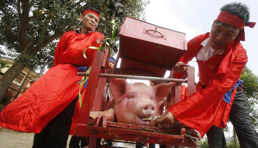 Los cerdos fueron llevados en procesión antes de ser brutalmente sacrificados. (Reuters)