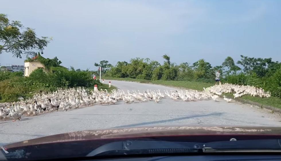 Miles de patos estaban cruzando la calle y le impidieron avanzar por un momento. (YouTube: ViralHog)