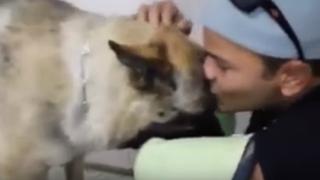 La emotiva despedida de un joven y su perro con cáncer terminal que te robará una lágrima
