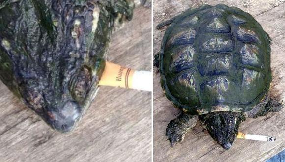 Organizaciones protectoras de animales condenan la situación de la tortuga. (Internet)