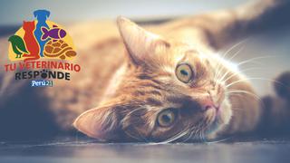 Tu veterinario responde: Todo lo que debes saber sobre la anemia en los gatos