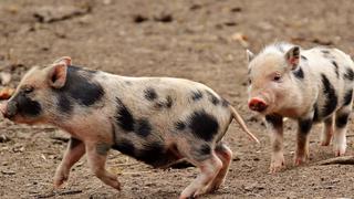 Carrera de cerdos en Carolina del Sur se vuelve viral por su hilarante final anticlimático