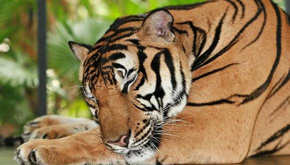 Un total de 110 animales salvajes han muerto por hechos relacionados con las inundaciones. Tigre de bengala logró llegar a una casa para buscar refugio y descansar después de nadar durante horas. (Foto: Free Photos /Pixabay)