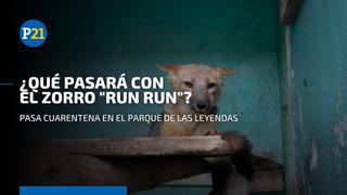 Zorro “Run Run”: ¿Qué pasará con el animal andino que fue atrapado y llevado al Parque de las Leyendas?