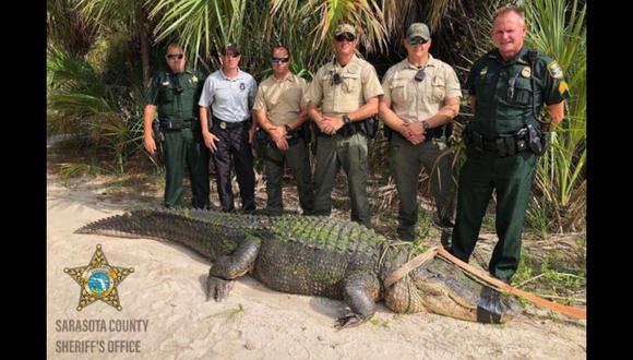 El caimán capturado por las autoridades. (Captura: Facebook/Oficina del Sheriff del Condado de Sarasota)