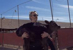 Joaquín Phoenix rescata a una vaca después de ganar el Oscar