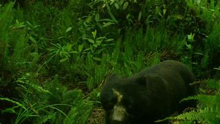 Registran a oso de anteojos y un paujil del Sira en la Reserva Comunal El Sira