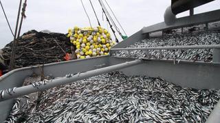 Produce publicaría en dos semanas nueva tasa de derechos de pesca de anchoveta