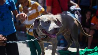 'Bolillo', el perro que marcha junto a la caravana de migrantes con destino a Estados Unidos