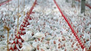 Minagri: Producción de pollo se incrementó 3.5% entre enero y setiembre de 2019 