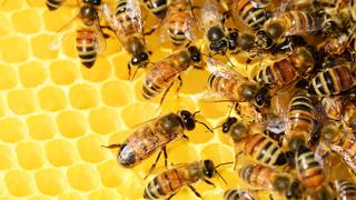 Bus cae a un precipicio y 6 pasajeros mueren por picaduras de abejas asesinas 