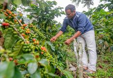 Productores del Valle del Monzón concretan venta de más de 53 toneladas de café a Europa