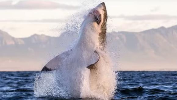 El fotógrafo irlandés David Jenkins capturó la escena en la que un tiburón blanco caza a una foca. (Foto: captura de YouTube)