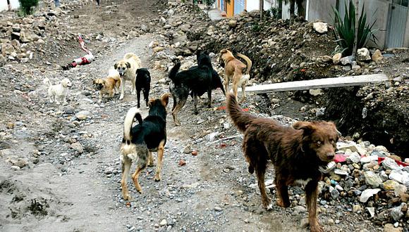 Arequipa: Vecinos que no empadronen a sus mascotas serán multados (Heiner Aparicio)