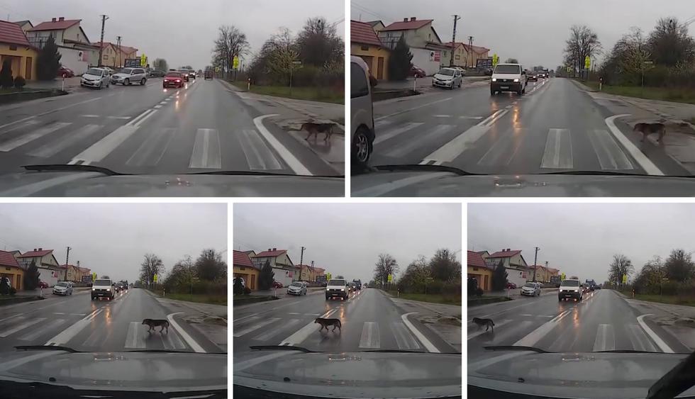Perro respeta el cambio de luz del semáforo para cruzar calle y se vuelve viral en redes sociales. (Foto: Rafał B en YouTube)