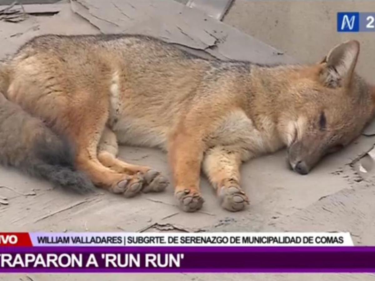 Susteen espalda Shuraba Zorro 'Run Run' finalmente fue rescatado por personal de Serfor y Policía  Ecológica | Zorro | Andino | Run Run | Comas | LIMA | PERU21