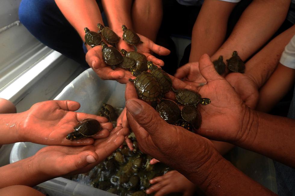 Cerca de 500 tortugas taricayas, especie emblemática de la selva peruana, fueron liberadas en la Reserva Nacional Matsés, en Loreto. (Foto: Andina)