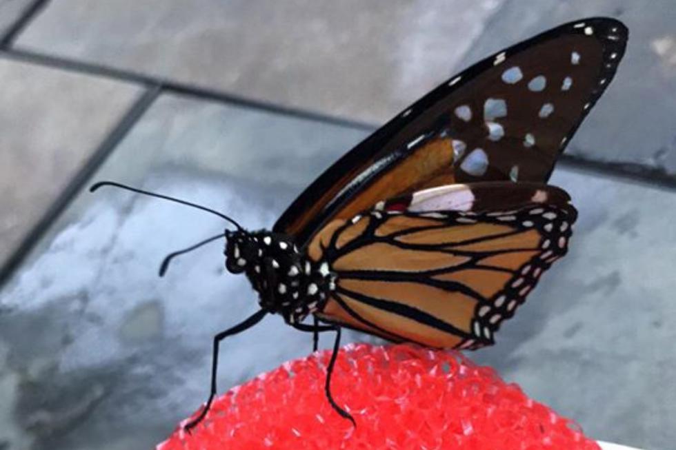 Una mujer practica una cirugía a una mariposa monarca con ala rota que le  permite volar de nuevo