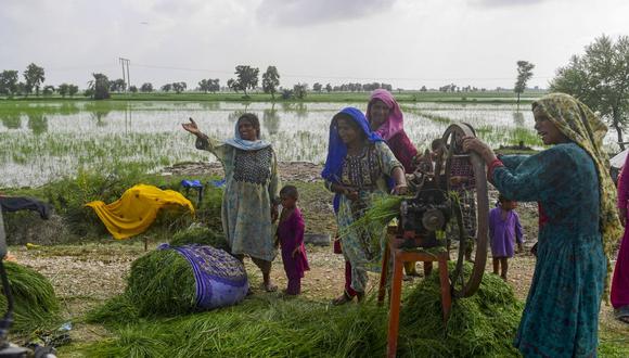 En esta imagen tomada el 26 de agosto de 2022, las mujeres afectadas por las inundaciones cortan alimento para animales junto a cultivos de arroz dañados después de las fuertes lluvias monzónicas en Jacobabad, provincia de Sindh en Pakistán. (Foto de Asif HASSAN / AFP)