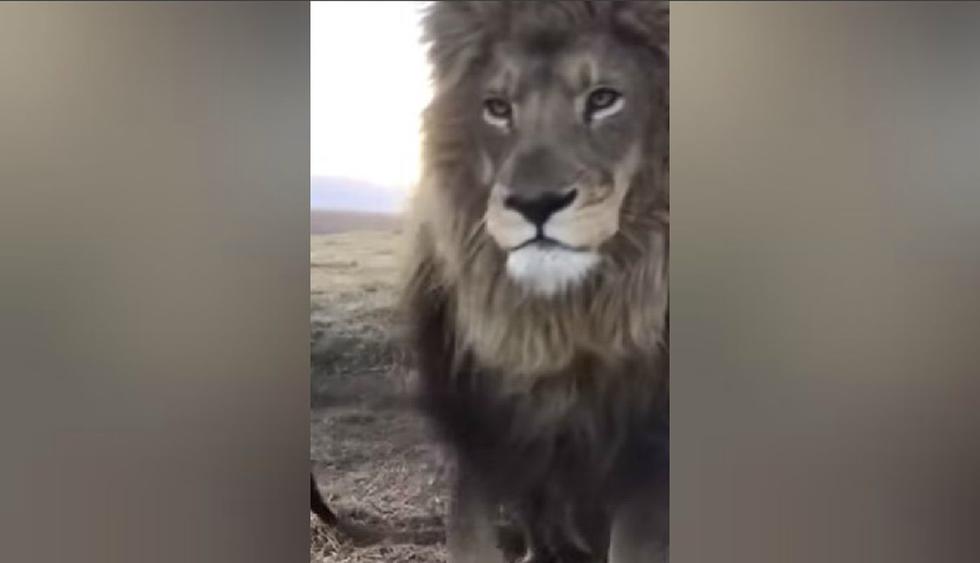 El clip ha dado la vuelta al mundo por lo que hizo este león. (YouTube: ViralHog)