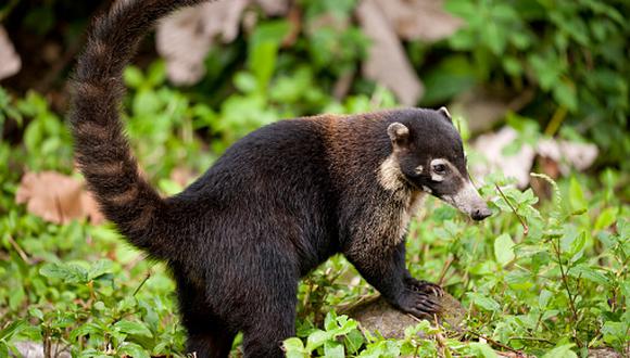 El coatí de cola anillada es un pequeño mamífero carnívoro que habita en las selvas sudamericanas y en la parte meridional de Centroamérica. (Foto: Getty Images)
