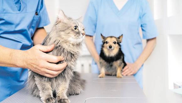 Es importante que verifiques que tu mascota sea tratada por un veterinario colegiado.