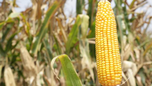Lambayeque: desarrollan nuevo material genético para potenciar calidad del maíz amarillo duro (Foto: Midagri)