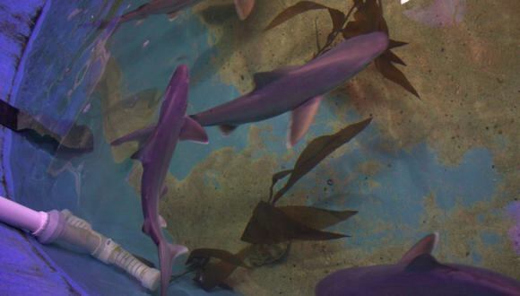 Hallan tiburones en el sótano de una casa (NYSDEC)
