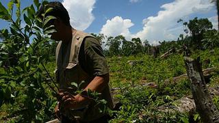 EE.UU. pide al Perú extender erradicación de hoja de coca en todo su territorio