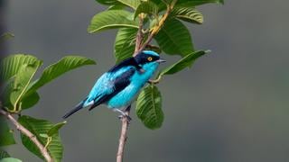 Oxapampa se convierte en la capital peruana de la observación de aves