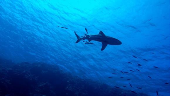 Los ataques de tiburón se dan ocasionalmente en Australia, donde habitan unas 180 especies de escualos. | Foto: Pixabay
