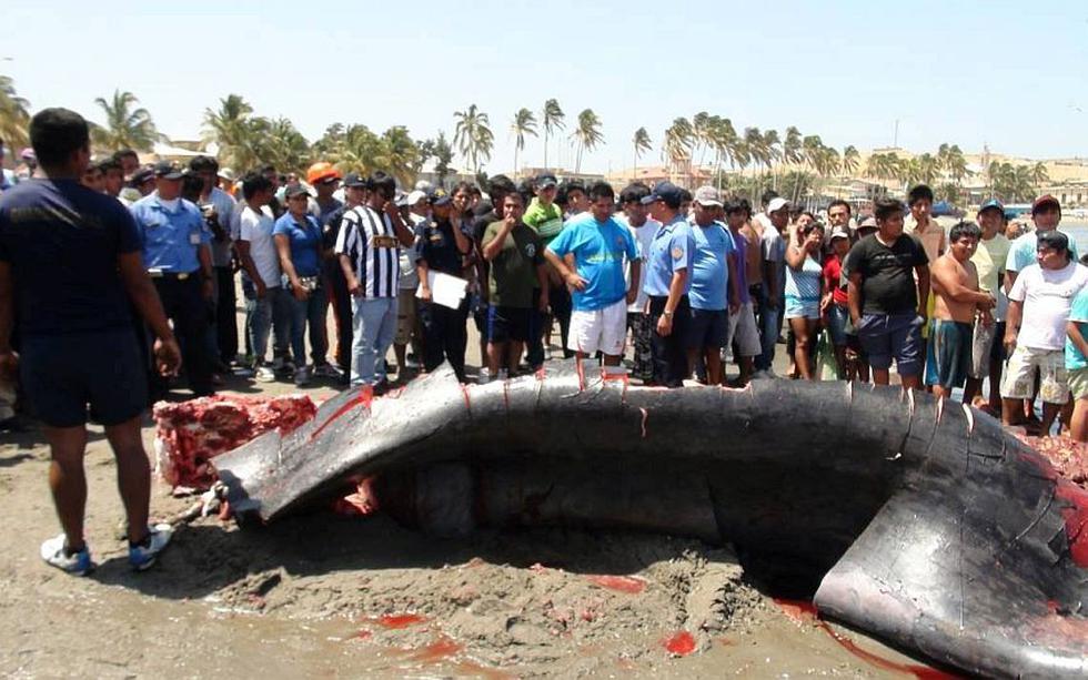Pescadores despedazaron a ballena que varó en el puerto de Paita en Piura. (Perú21)
