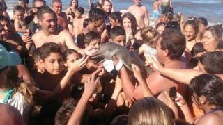 Argentina: Otro delfín muere por culpa de turistas que lo dejaron fuera del agua para tomarse selfies [Video]