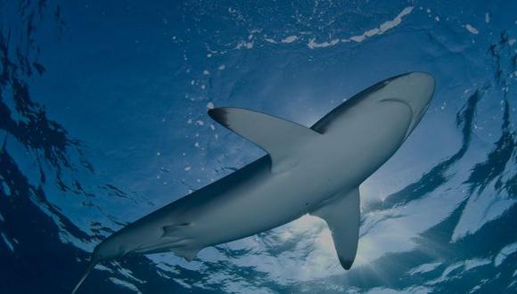 Discovery Channel presenta especiales sobre los tiburones. (Difusión)