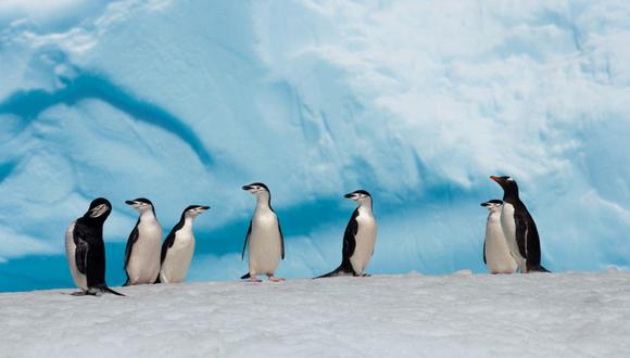 Hallan fósil de nueva especie de pingüino diminuto en la Antártida (AFP)