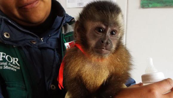 Este mono machín fue encontrado con signos de deshidratación.  (Serfor)