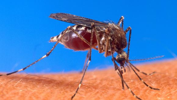 El dengue está controlado en esta región.