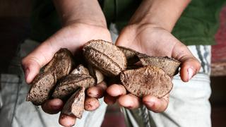 Productores de Madre de Dios exportarán 64 toneladas de castaña amazónica orgánica a EE.UU.