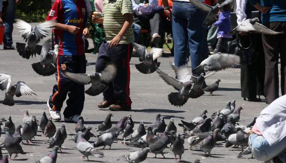 Sancionarán a vecinos de La Punta que alimenten a palomas. (Perú21)