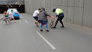 El rescate de una perrita que huyó de casa y paralizó el tránsito debajo del óvalo Higuereta