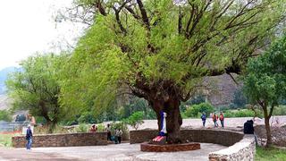 Cusco: cinco árboles distintivos de Calca son declarados como patrimoniales